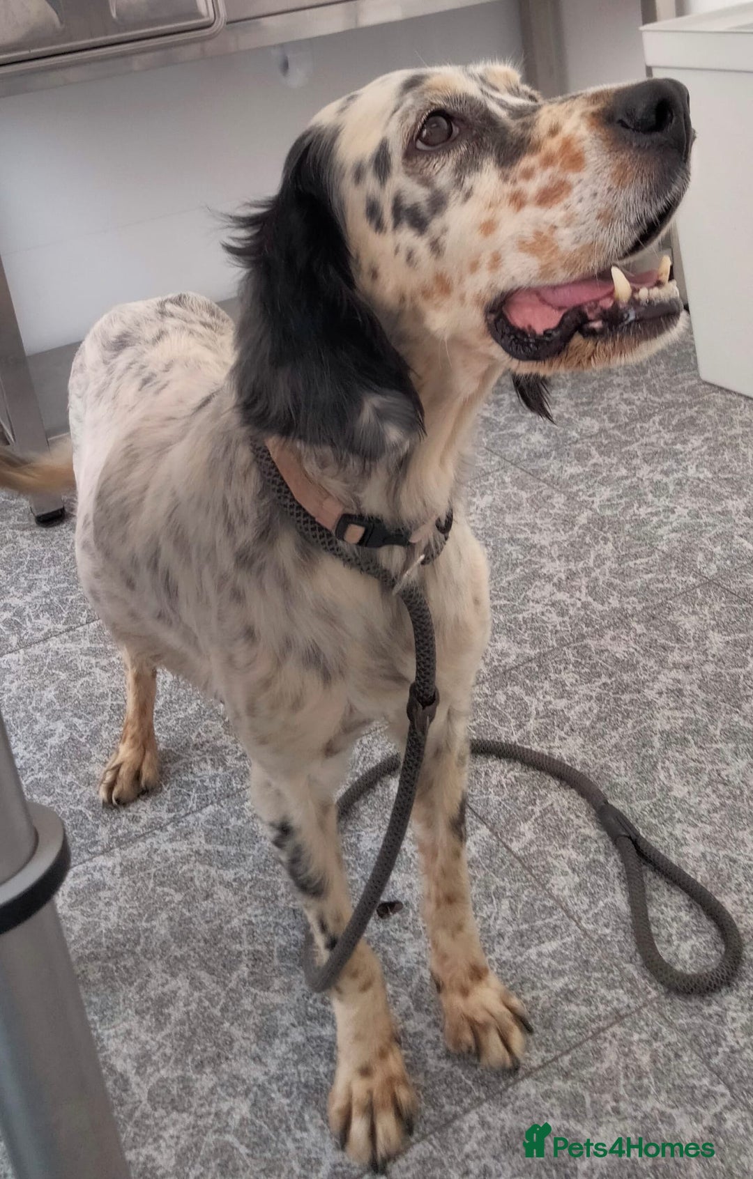 English Setter dogs for adoption: Ella  - Image 3