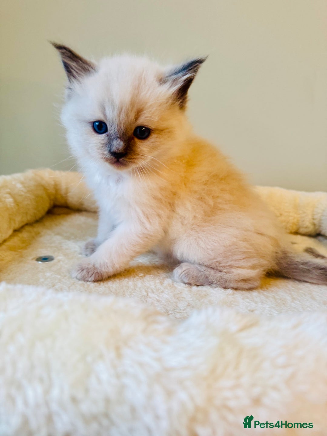 Ragdoll cats for sale: Pure bred blue & lilac point Ragdoll kittens  - Advert 13