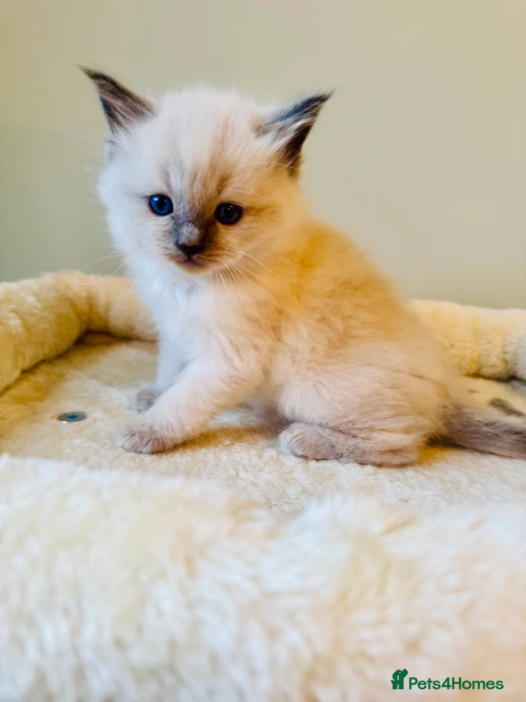 Ragdoll cats for sale: All kittens now reserved. Ragdoll kittens  - Advert 13