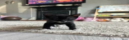 Mixed Breed cats for sale: Ready now!  - Advert 5
