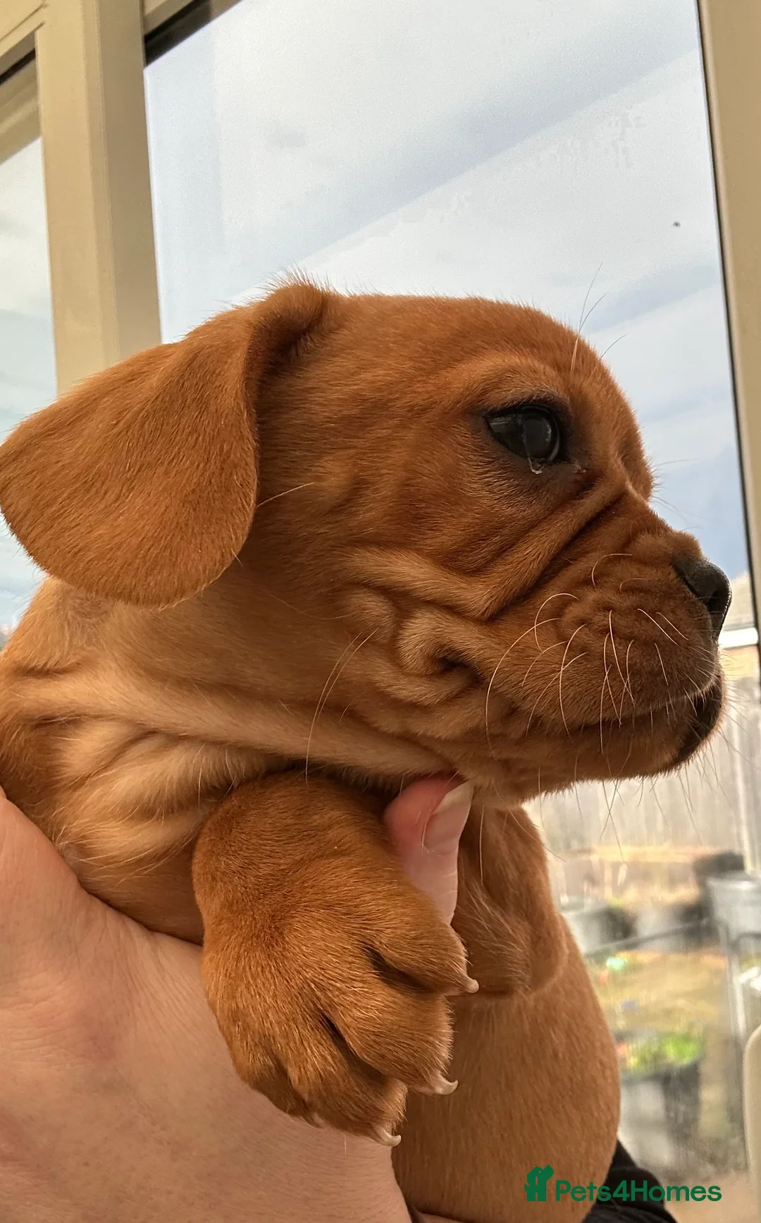 Mixed Breed dogs for sale: frenchel pups READY TO LEAVE - Advert 6