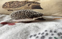 Pygmy Hedgehog rodents for sale: Stunning Male African Pygmy Hedgehog for sale - Image 4