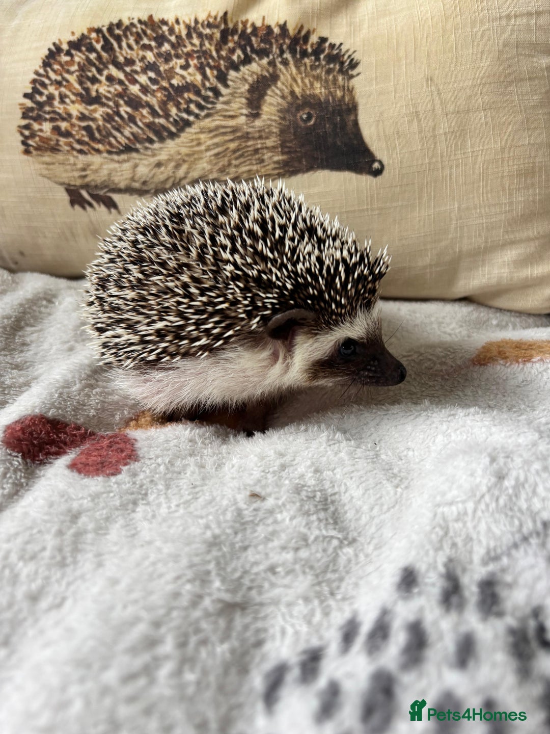 Pygmy Hedgehog rodents for sale: Stunning Male African Pygmy Hedgehog for sale - Image 4