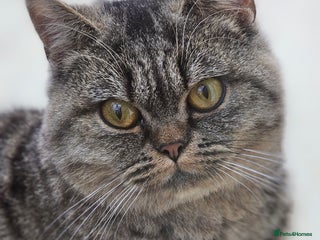 Mixed Breed cats Beautiful Pure British Shorthair Tabby Cat - Advert 5