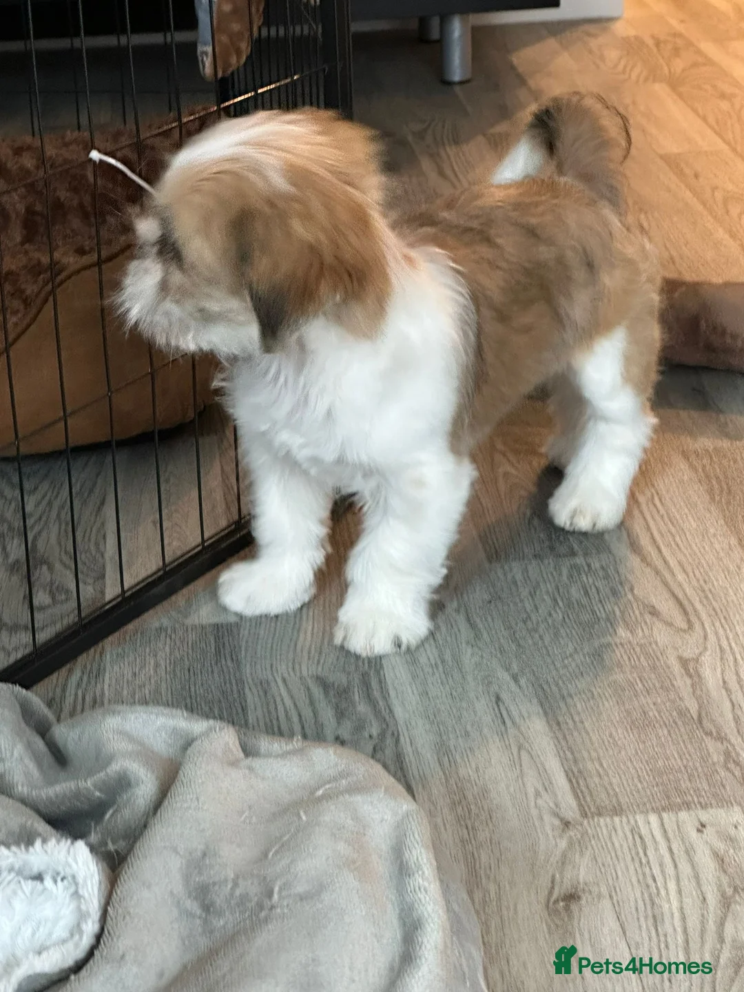 Shih Tzu dogs for sale: Beautiful shih tzu boy  in Southall - Advert 9