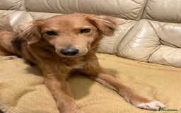 Mixed Breed dogs for adoption: Sweet Nathan Is looking for Love  - Image 33