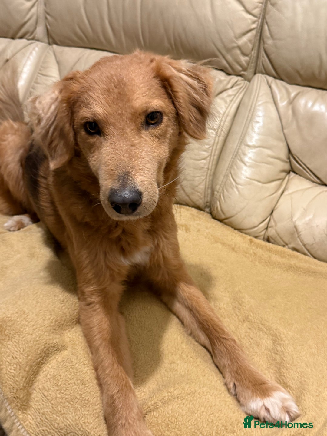 Mixed Breed dogs for adoption: Sweet Nathan Is looking for Love  - Image 33