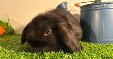 Mini Lop rabbits - Advert 5