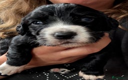 Sprocker dogs for sale: Beautiful Sprocker Spaniel pups - Image 1