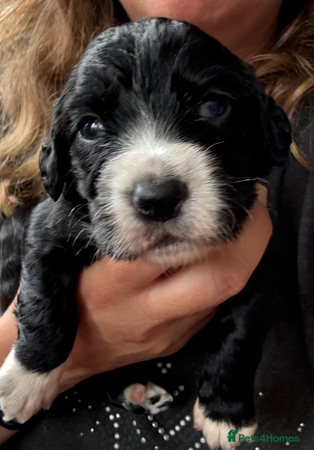 Sprocker dogs for sale: Beautiful Sprocker Spaniel pups - Image 1