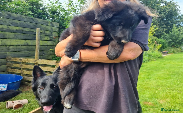 German Shepherd dogs in Lockerbie - Advert 1