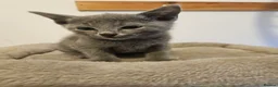 Russian Blue cats for sale: Russian Blue Kittens • TICA Lines - Advert 38