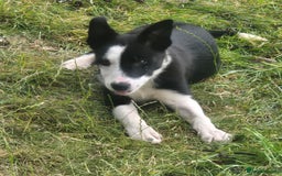 Border Collie dogs for sale: 3 Gorgeous border collie puppies for sale. - Image 3