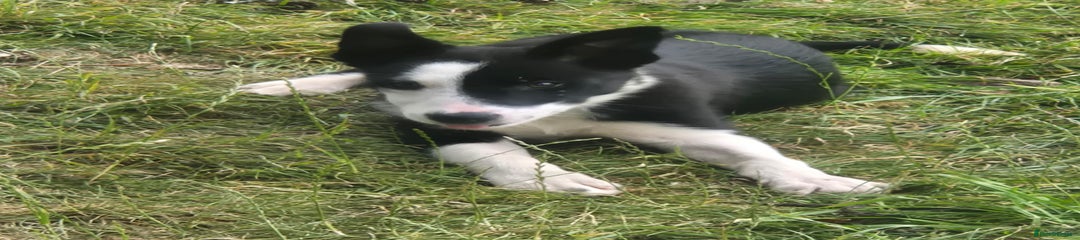 Border Collie Puppy 6
