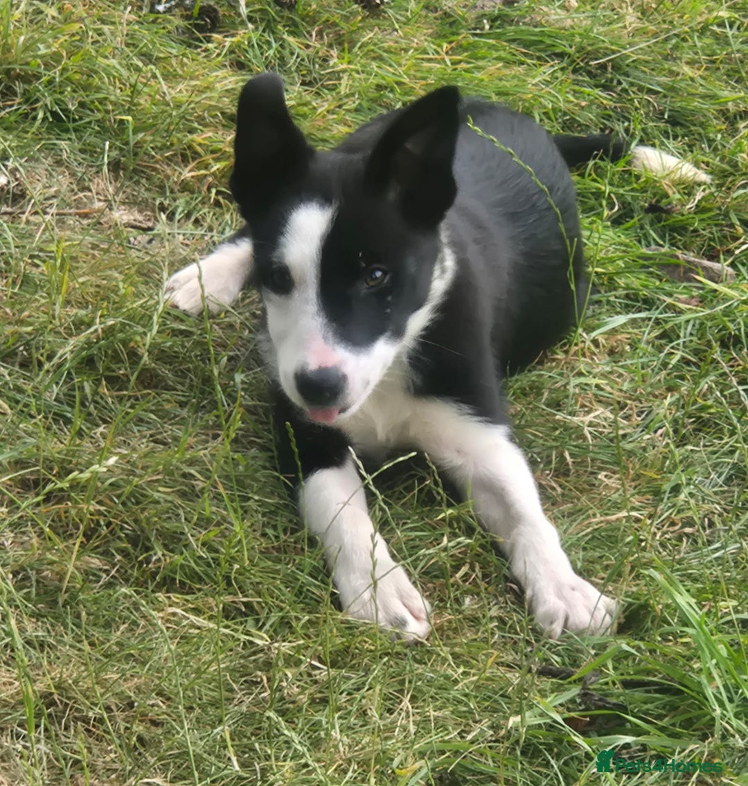 Border Collie dogs for sale: 3 Gorgeous border collie puppies for sale. - Image 3