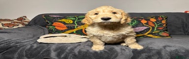 Goldendoodle Puppy 1 (Jake the Dog)