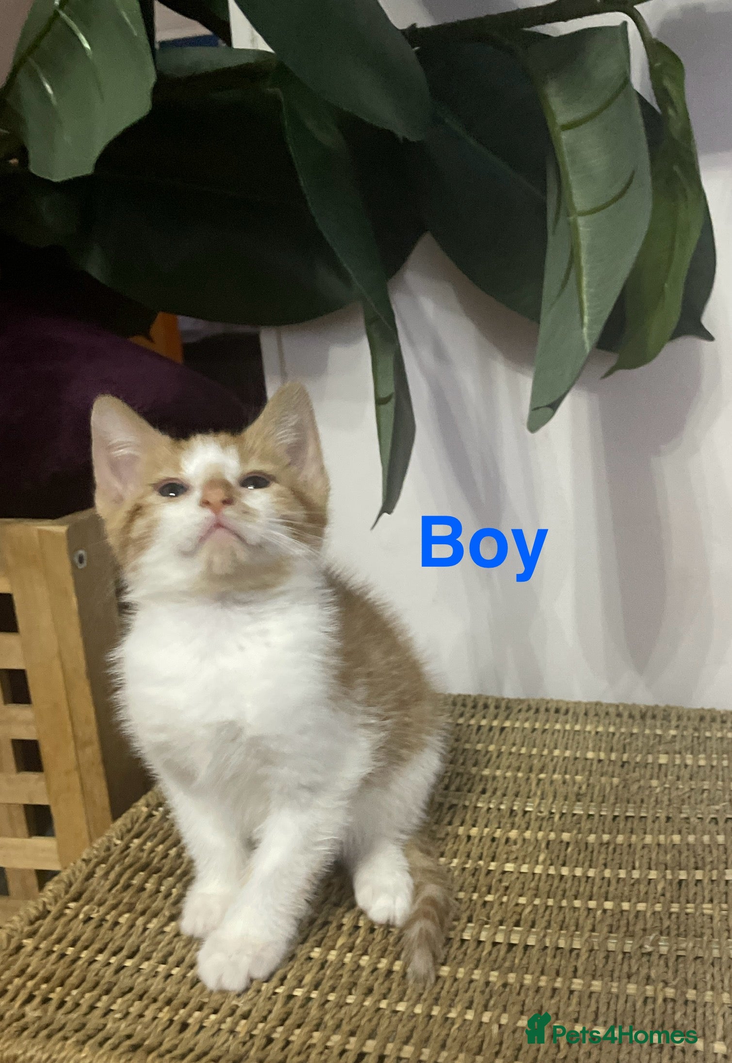 Mixed Breed cats Kittens Looking for a forever family  - Advert 5