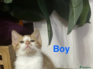 Mixed Breed cats Kittens Looking for a forever family - Advert 6