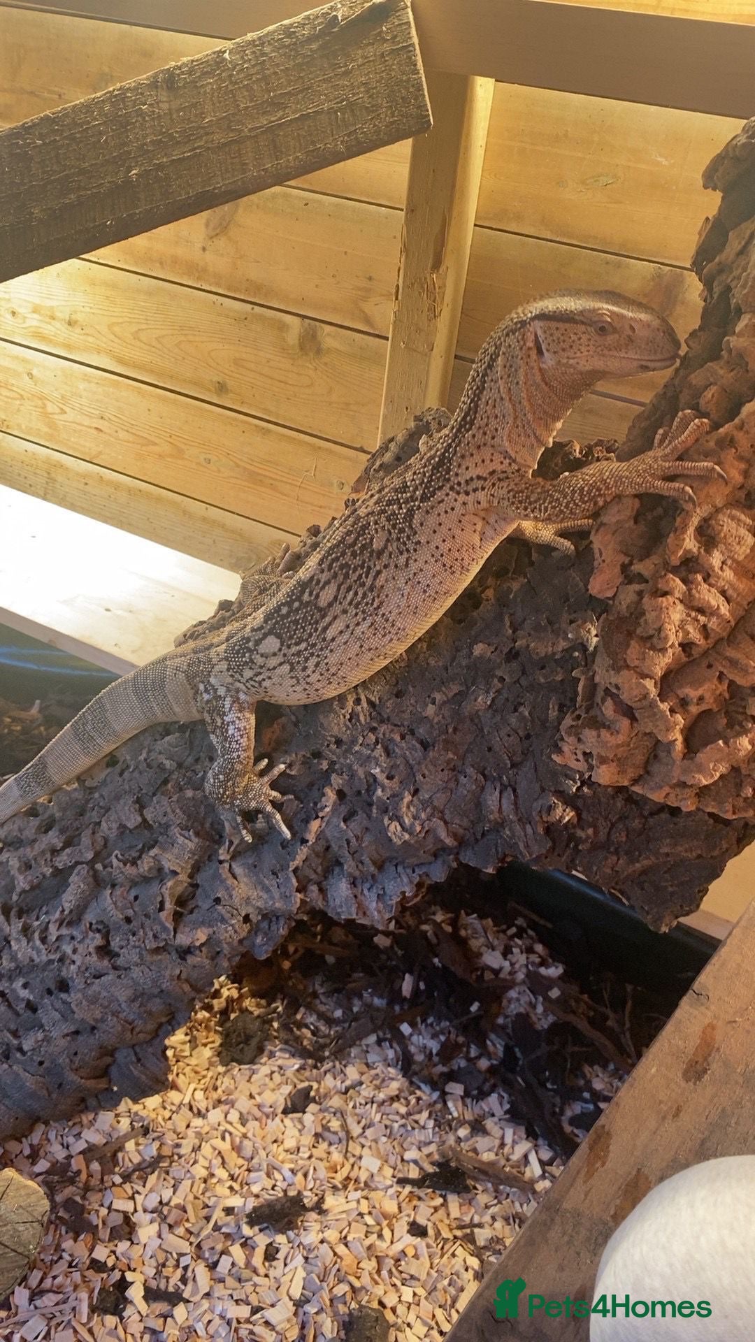 Monitor reptiles White throat monitor - Advert 1