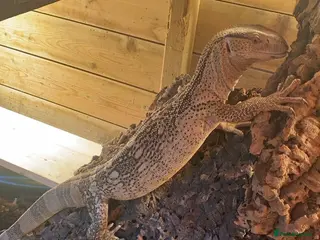Monitor reptiles White throat monitor - Advert 1