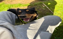 Mixed Breed dogs for sale: Sweet 1 year Old Dog Looking for a New Home - Image 1