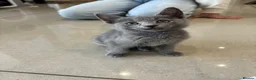 Russian Blue cats for sale: Tica registered kittens - Advert 7