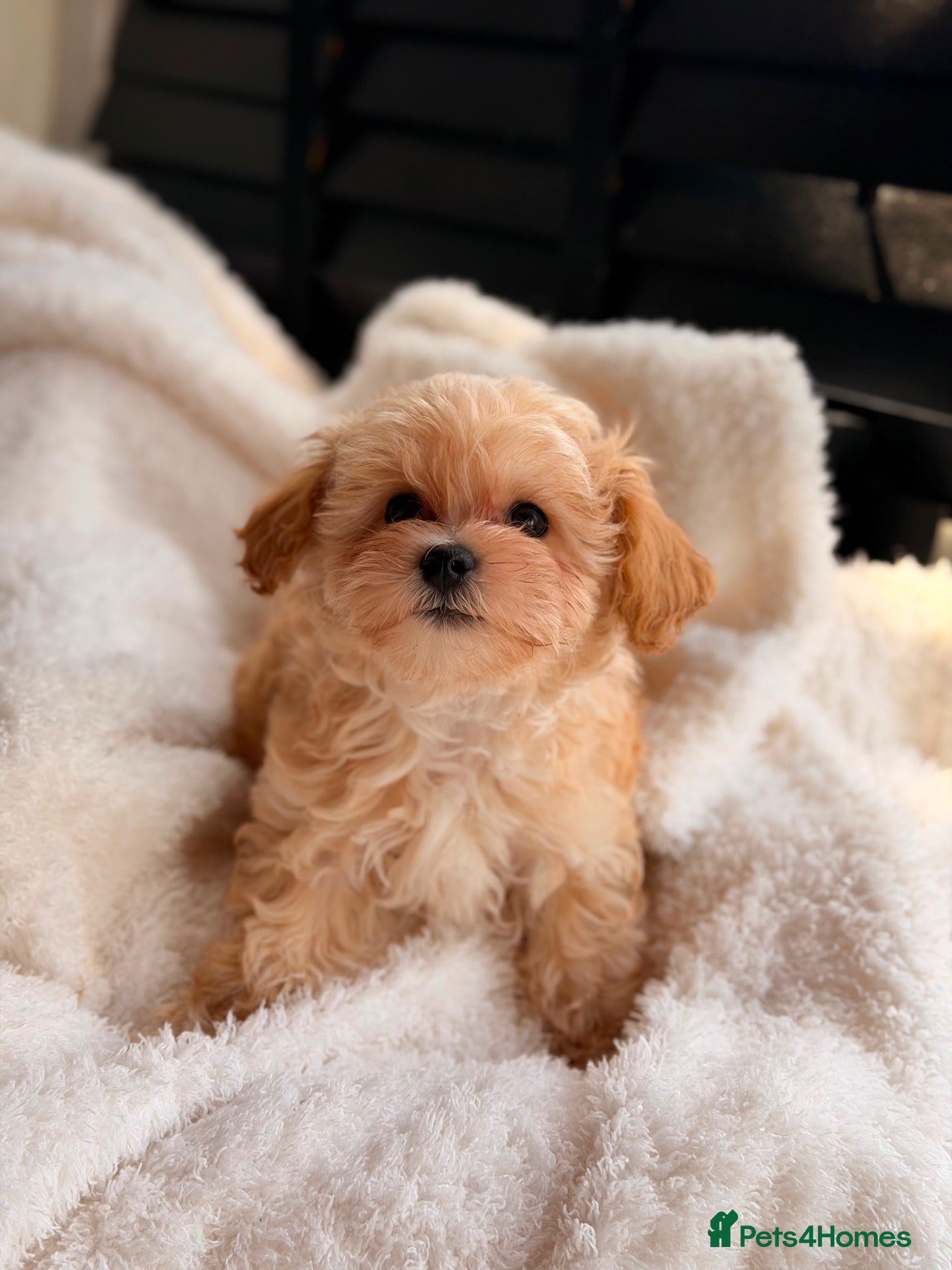Maltipoo dogs Korean Maltipoo puppies  - Advert 10