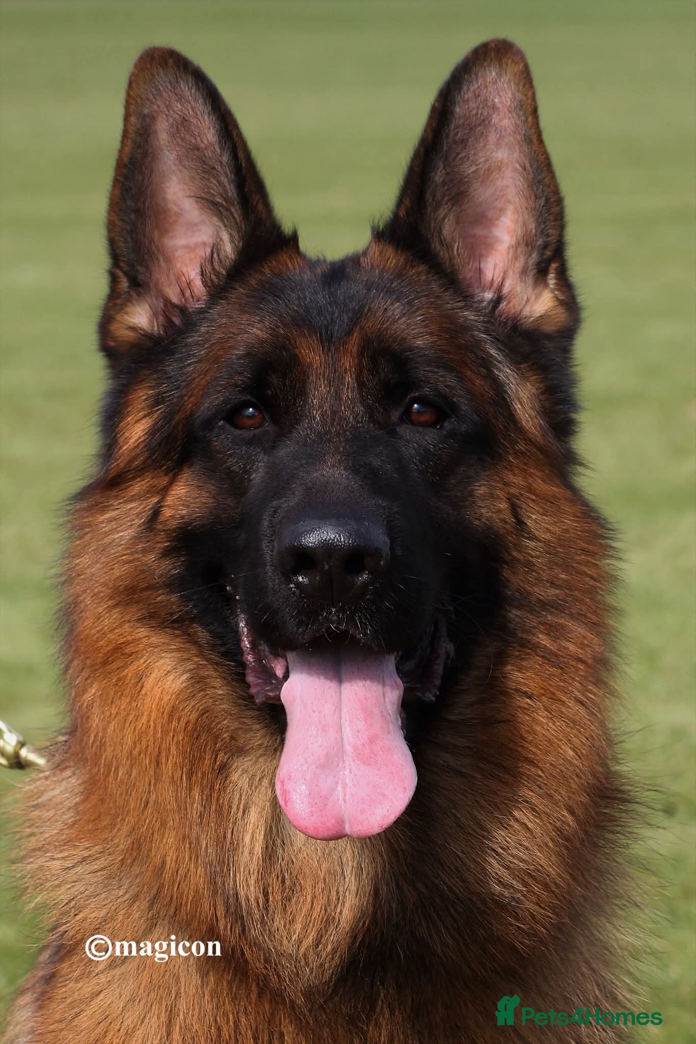 German Shepherd dogs Exceptional litter for sale, Superb Bloodlines  - Advert 2
