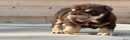English Bulldog dogs for sale: Outstanding Litter of English Bulldogs - Advert 8