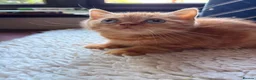 British Shorthair cats for sale: Blue-Eyed Red British Shorthair Boy (DBE) - Advert 3