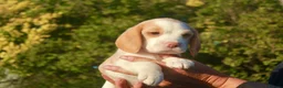 Beagle dogs for sale: KENNEL CLUB REG BEAGLE PUPPIES - Advert 1
