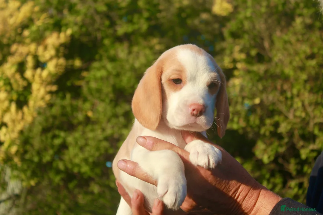 Beagle dogs for sale: KENNEL CLUB REG BEAGLE PUPPIES - Advert 1