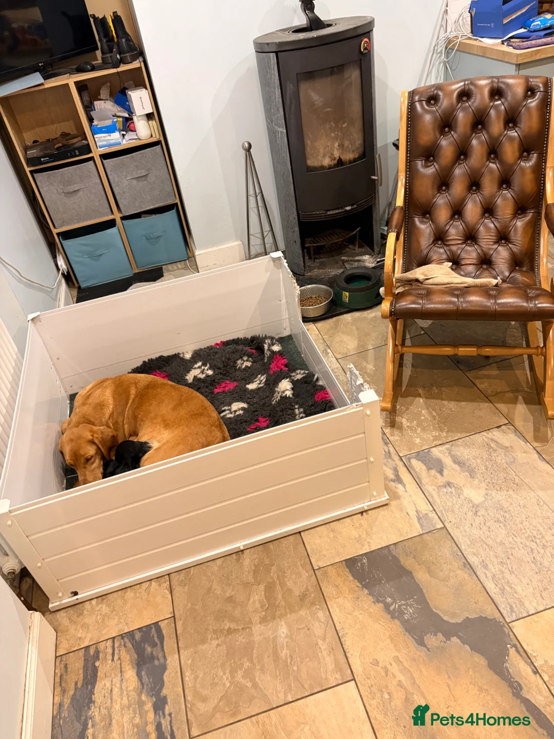 Labrador Retriever dogs for sale: KC full health tested Labrador puppies - Advert 8