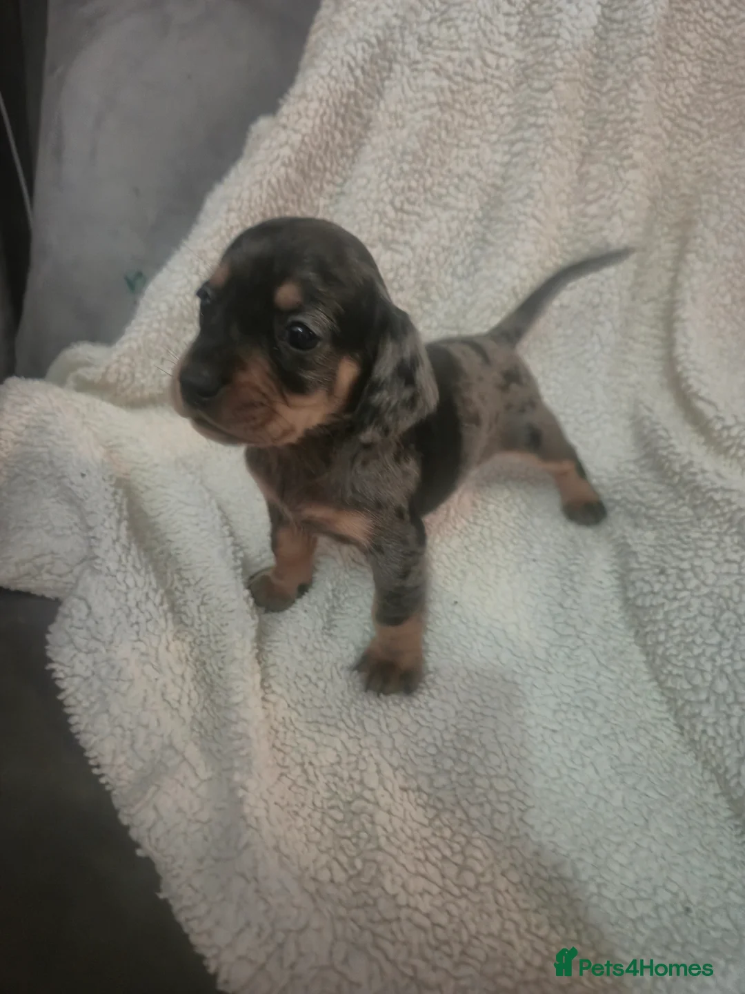 Mixed Breed dogs for sale:  💖 Miniature Doxiepoo pups merle 💖 - Advert 11