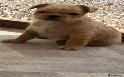 French Bulldog dogs for sale: Beautiful male French bulldog  - Image 7