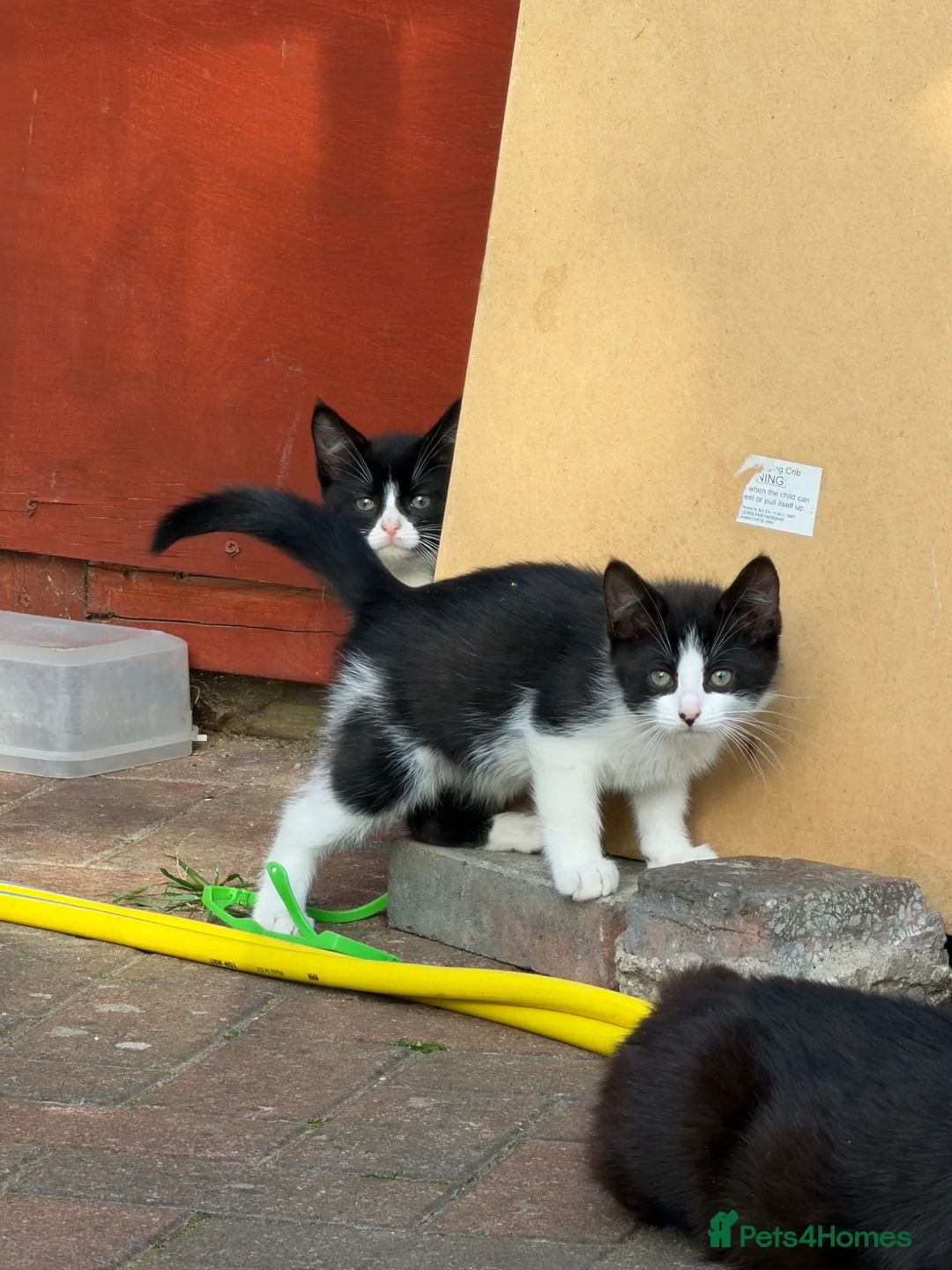 Mixed Breed cats for sale: 2 boy kittens  - Advert 1