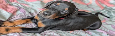 Dobermann 2