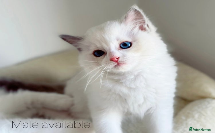 Ragdoll cats - Advert 14