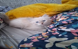 Siberian cats for sale: Siberian Neva Masquerade - Image 9