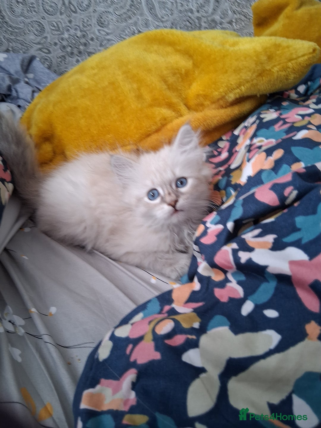 Siberian cats for sale: Siberian Neva Masquerade - Image 9