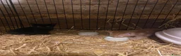 Mixed Breed cats for sale: Fantastic Farm Kittens  - Advert 10