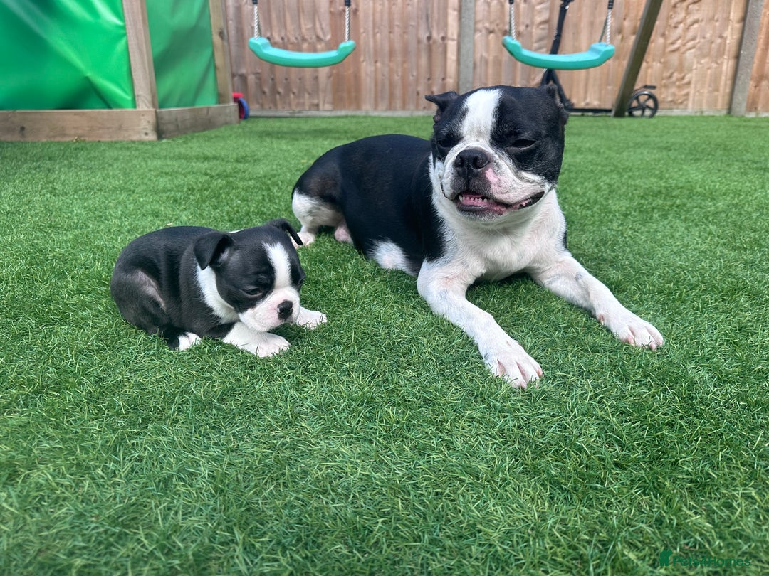 Boston Terrier dogs for sale: WILDAX Boston Terrier pups (2 girls left!) - Image 13