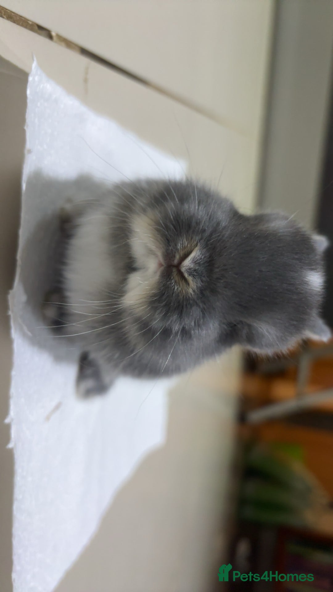 Netherland Dwarf rabbits for sale: Netherland Dwarf Bunnies  - Advert 5