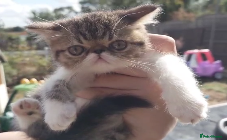 Persian cats - Advert 1