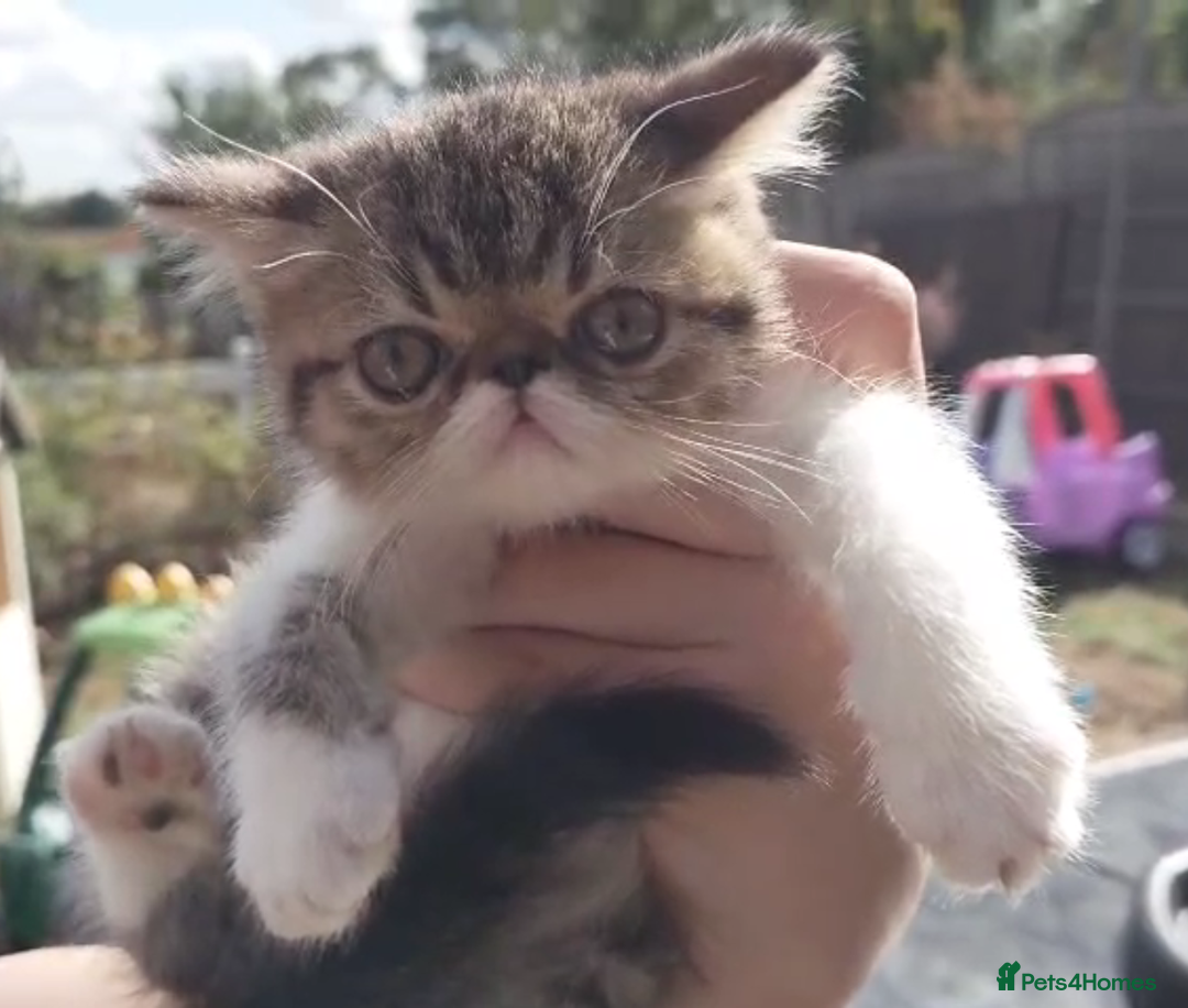 Persian cats for sale: Persian kittens KC Registered with pedigree - Image 1