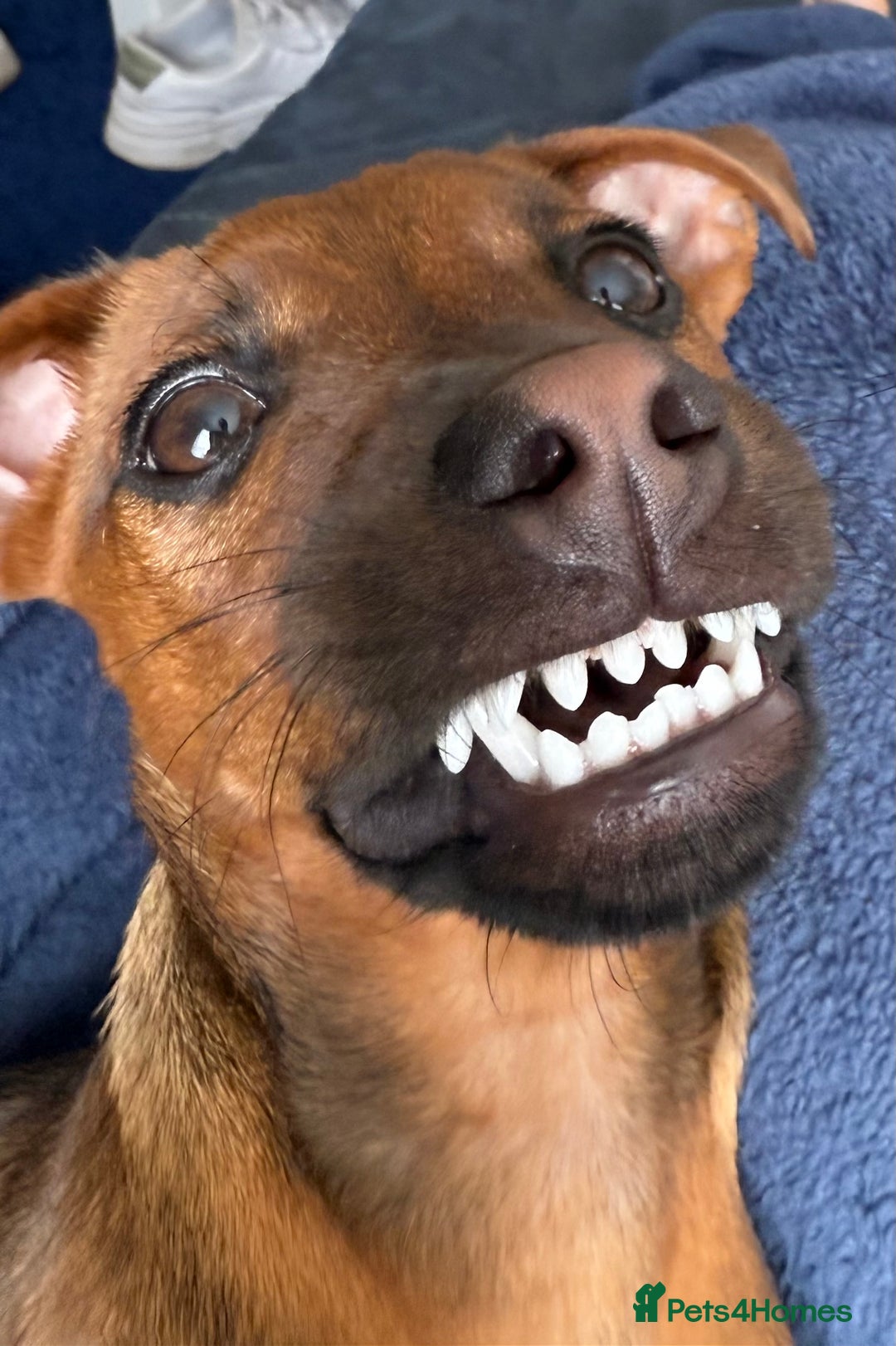 Patterdale Terrier dogs for sale: Meet Piper - Image 2