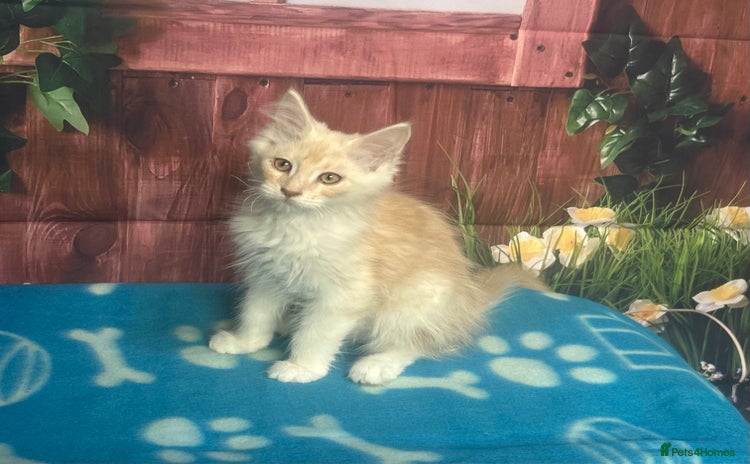Maine Coon cats - Advert 8