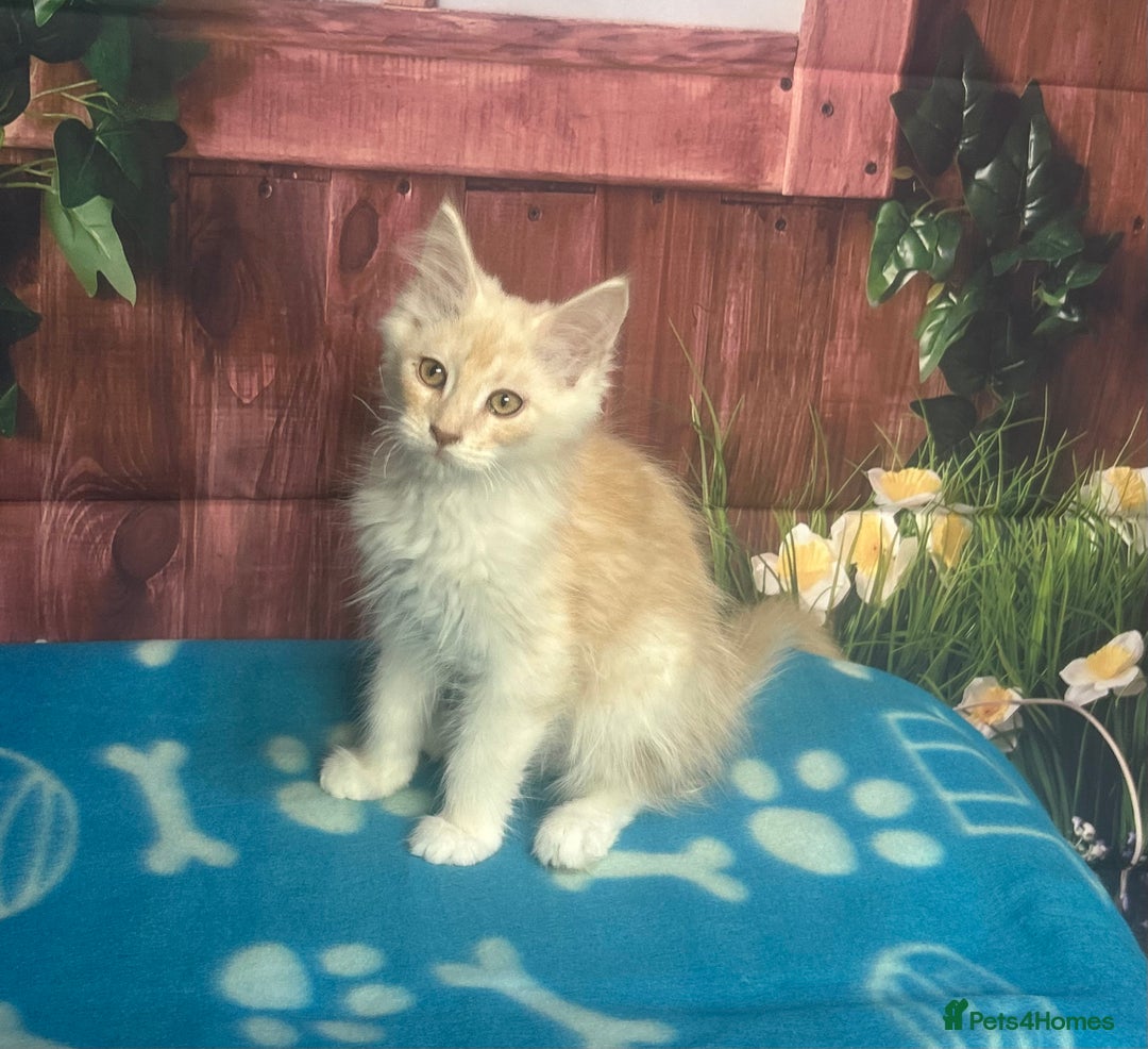 Maine Coon cats for sale: Maine Coon Kittens. Vaccinated. READY NOW  - Image 1