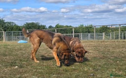 Mixed Breed dogs for adoption: Mila Looking For Her Forever Home  - Image 4