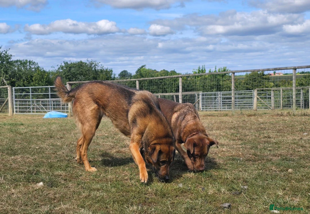 Mixed Breed dogs for adoption: Mila Looking For Her Forever Home  - Image 4